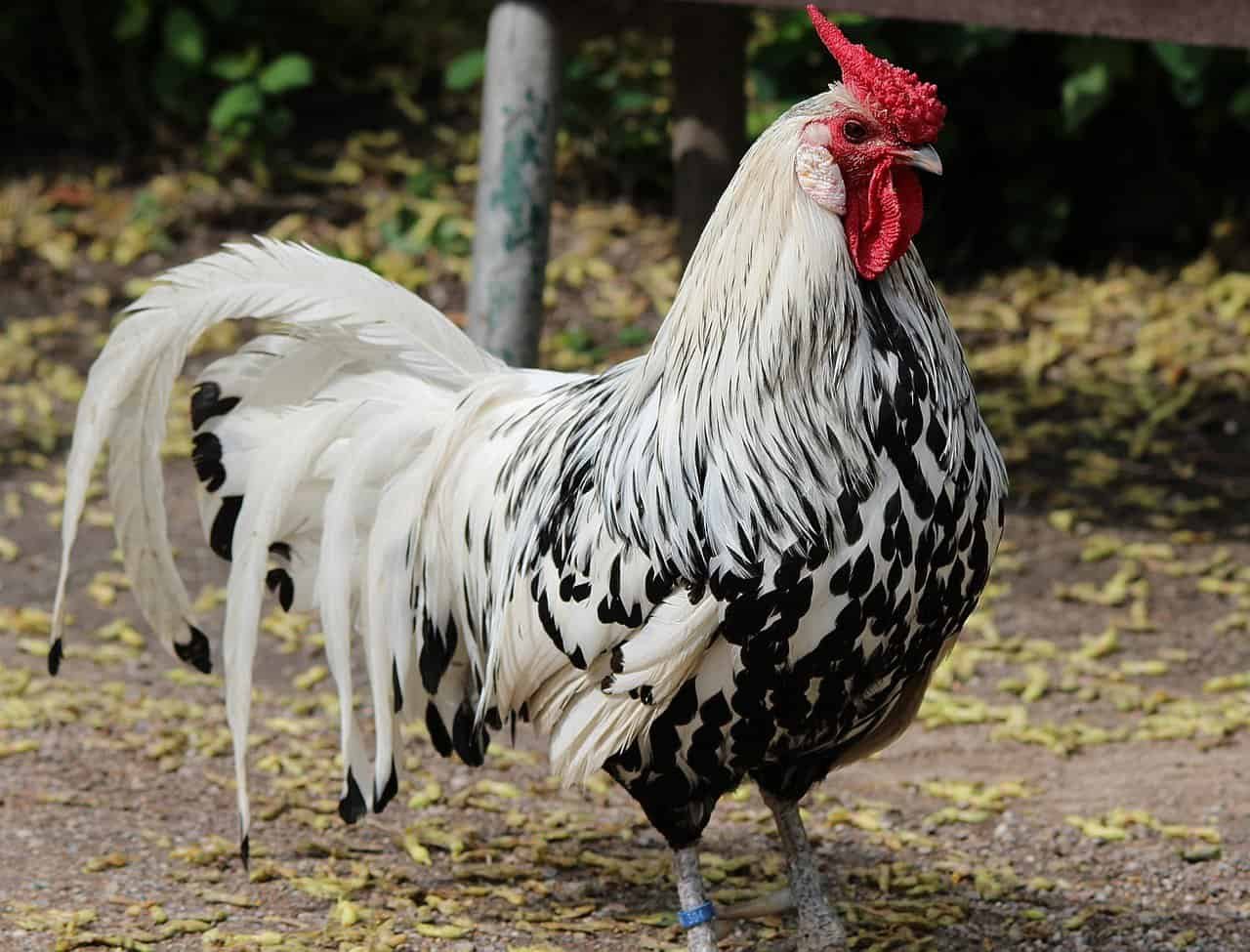 Hamburg Chicken Characteristics