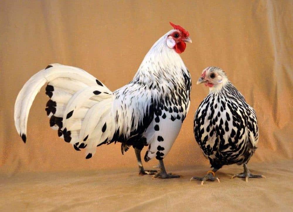 Main Uses of the Hamburg Chicken