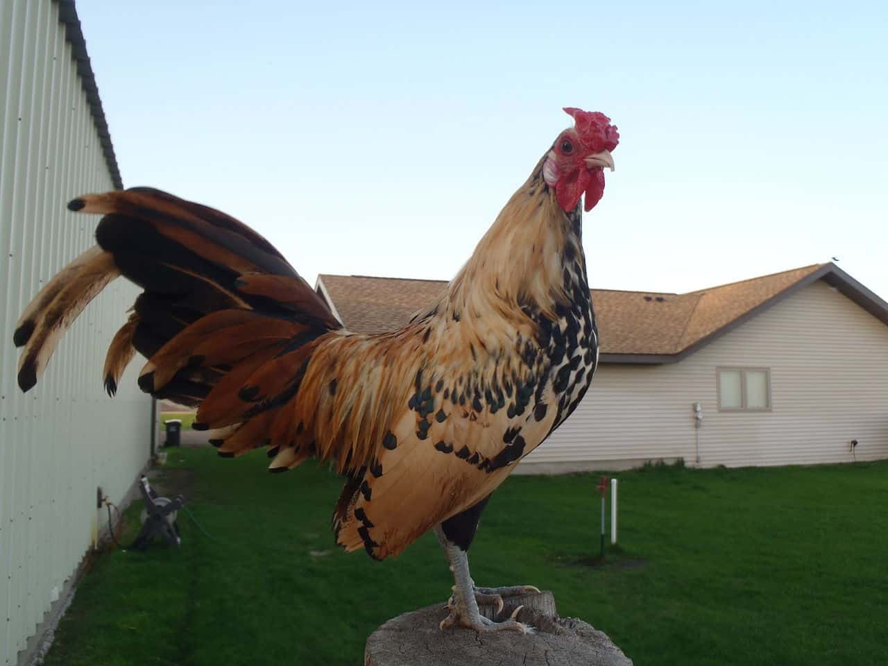 Citron Spangled Hamburg bantam rooster