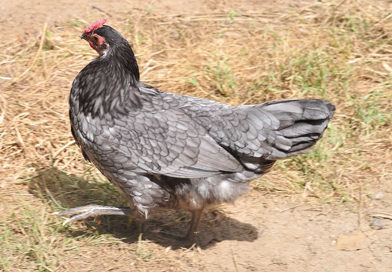 Blue Hamburg pullet