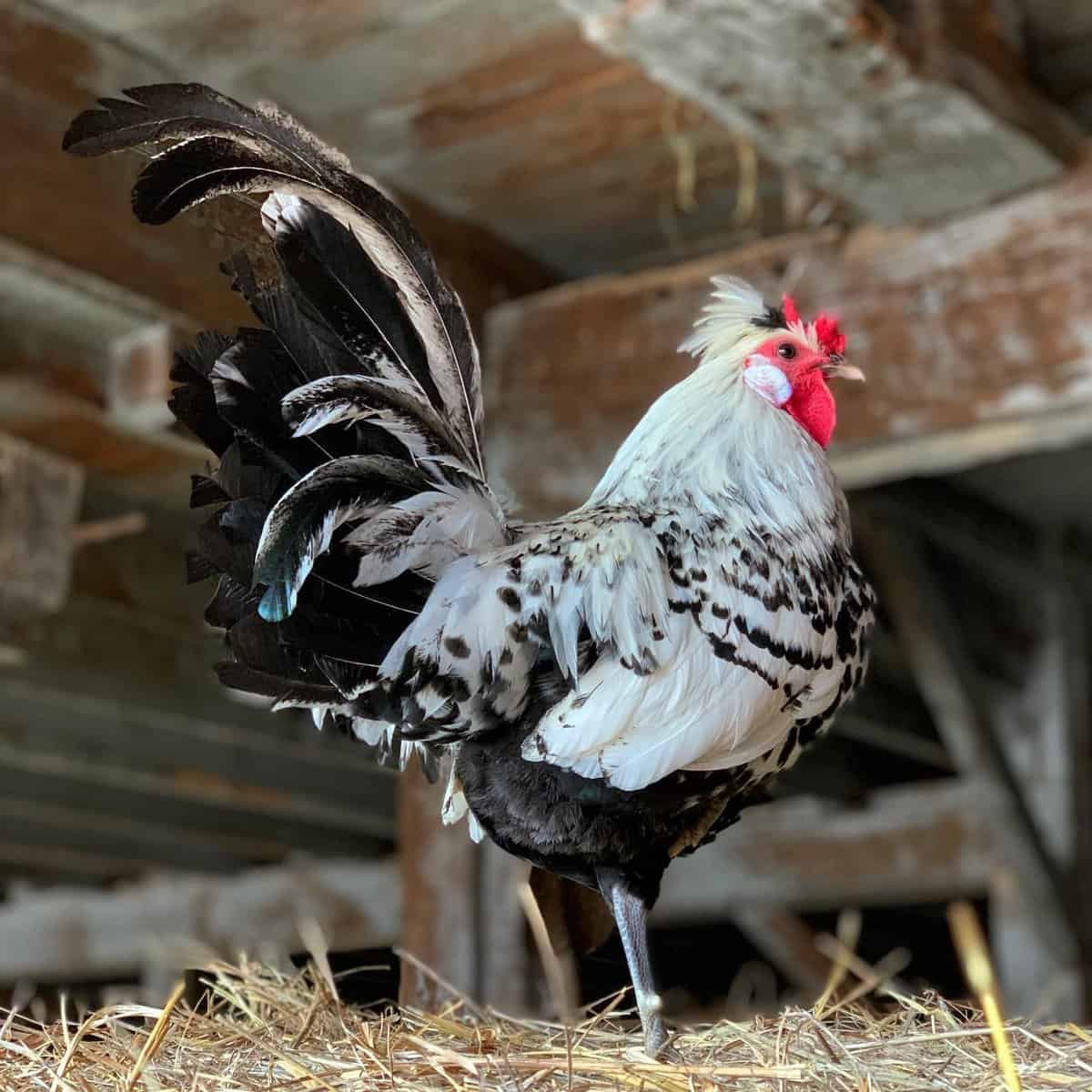 Silver Spangled Hamburg Rooster