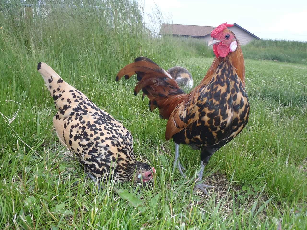 Gold and Citron Spangled Hamburg bantams