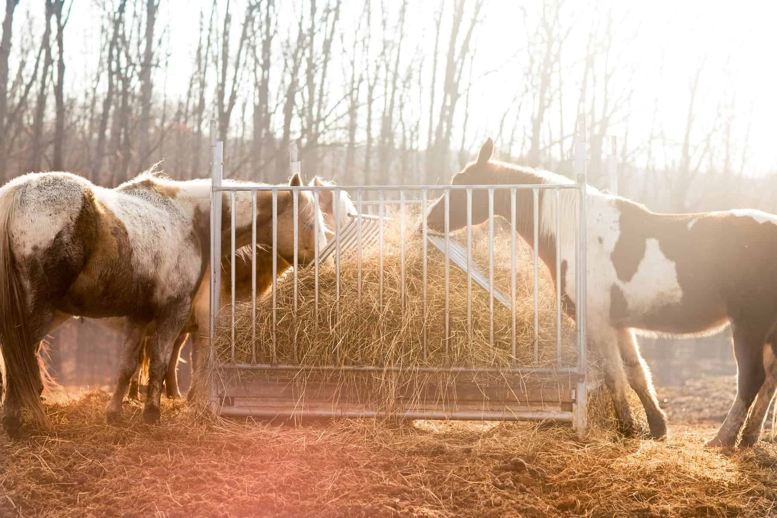 Horses eating hay