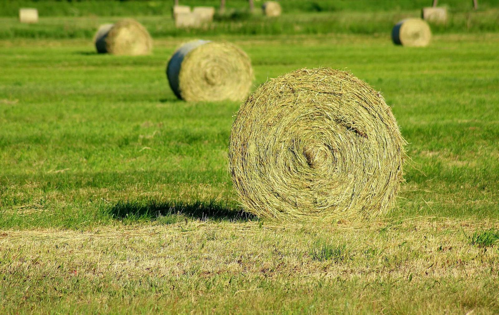 Haymaking