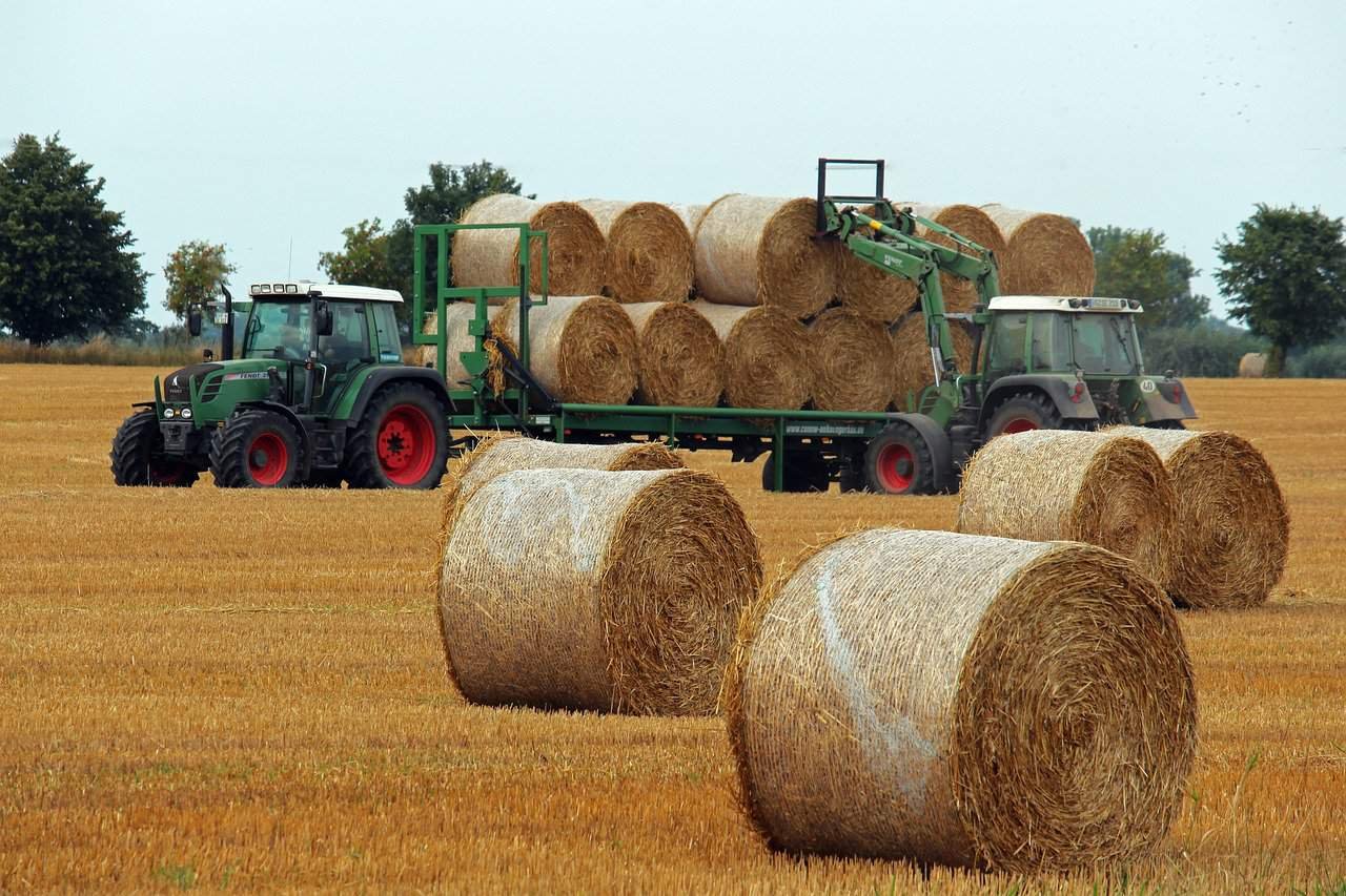 Interesting Facts About Hay