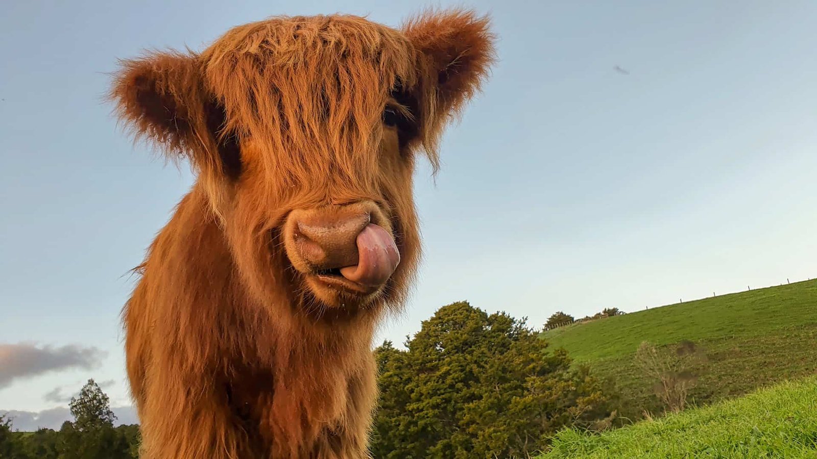 Highland calf