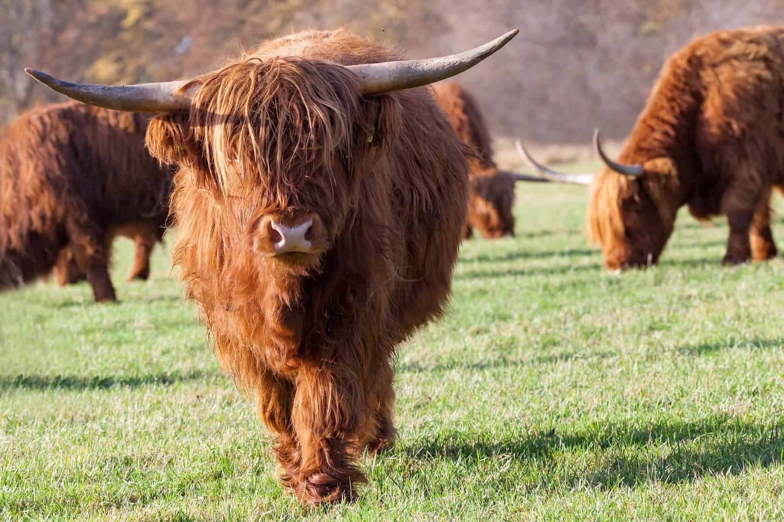 Highland Cattle Behavior