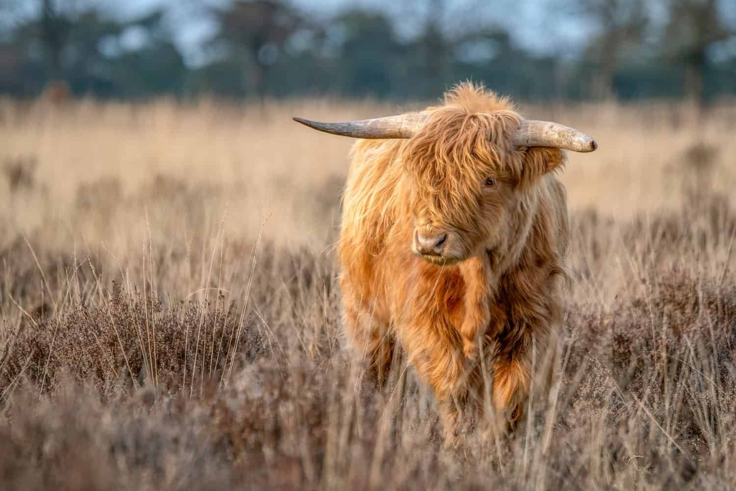 Differences Between the Kyloe and the Highland Cattle