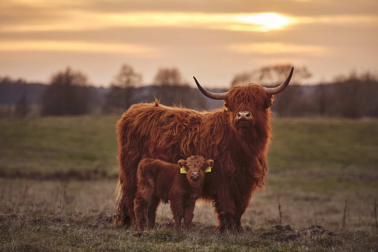 Highland Cow And Calf