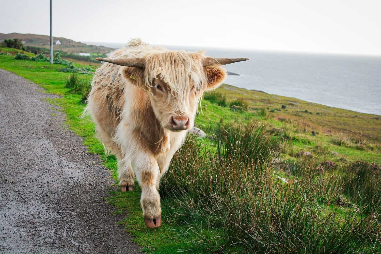 Highland Cattle Characteristics