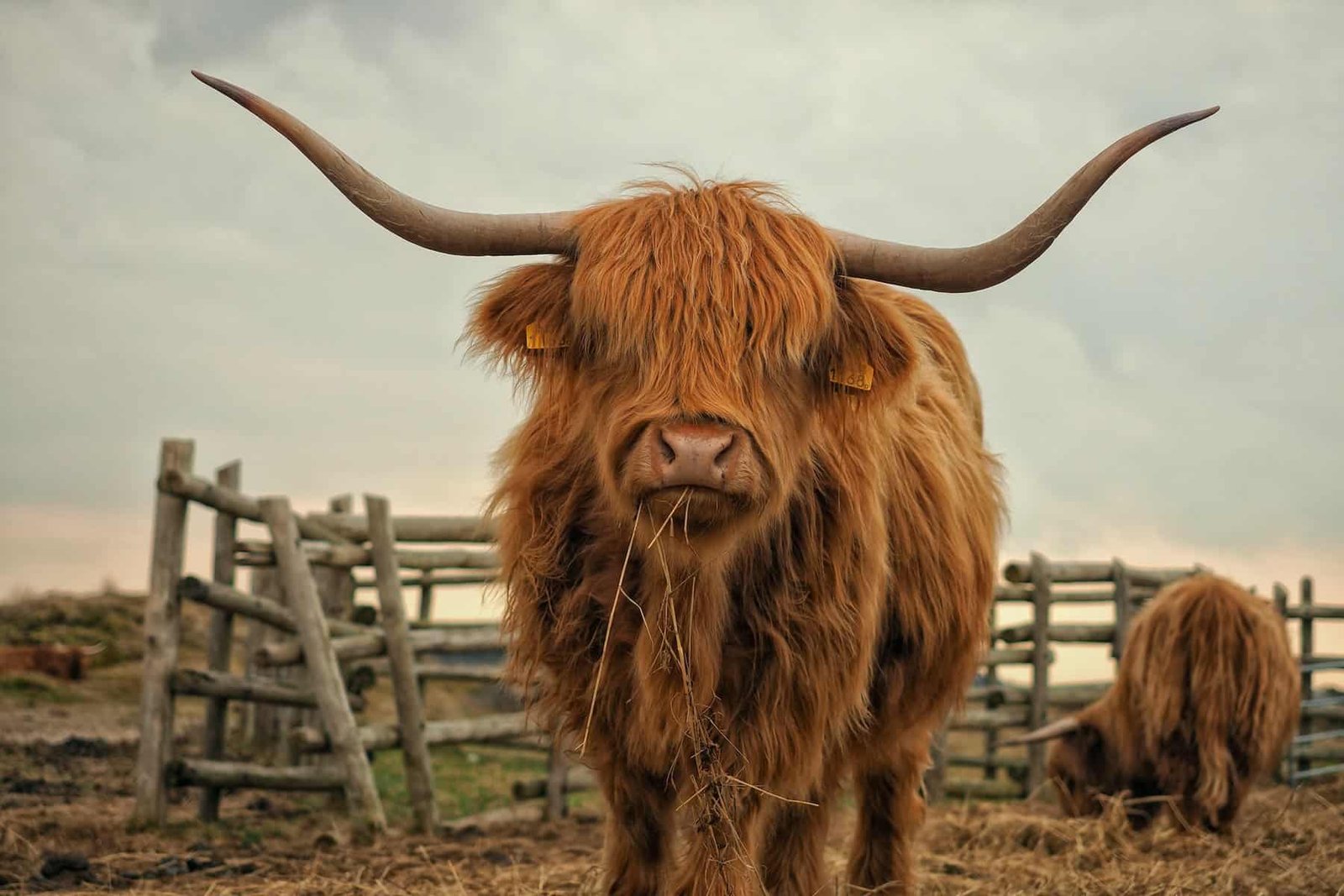 Scottish Highland cattle
