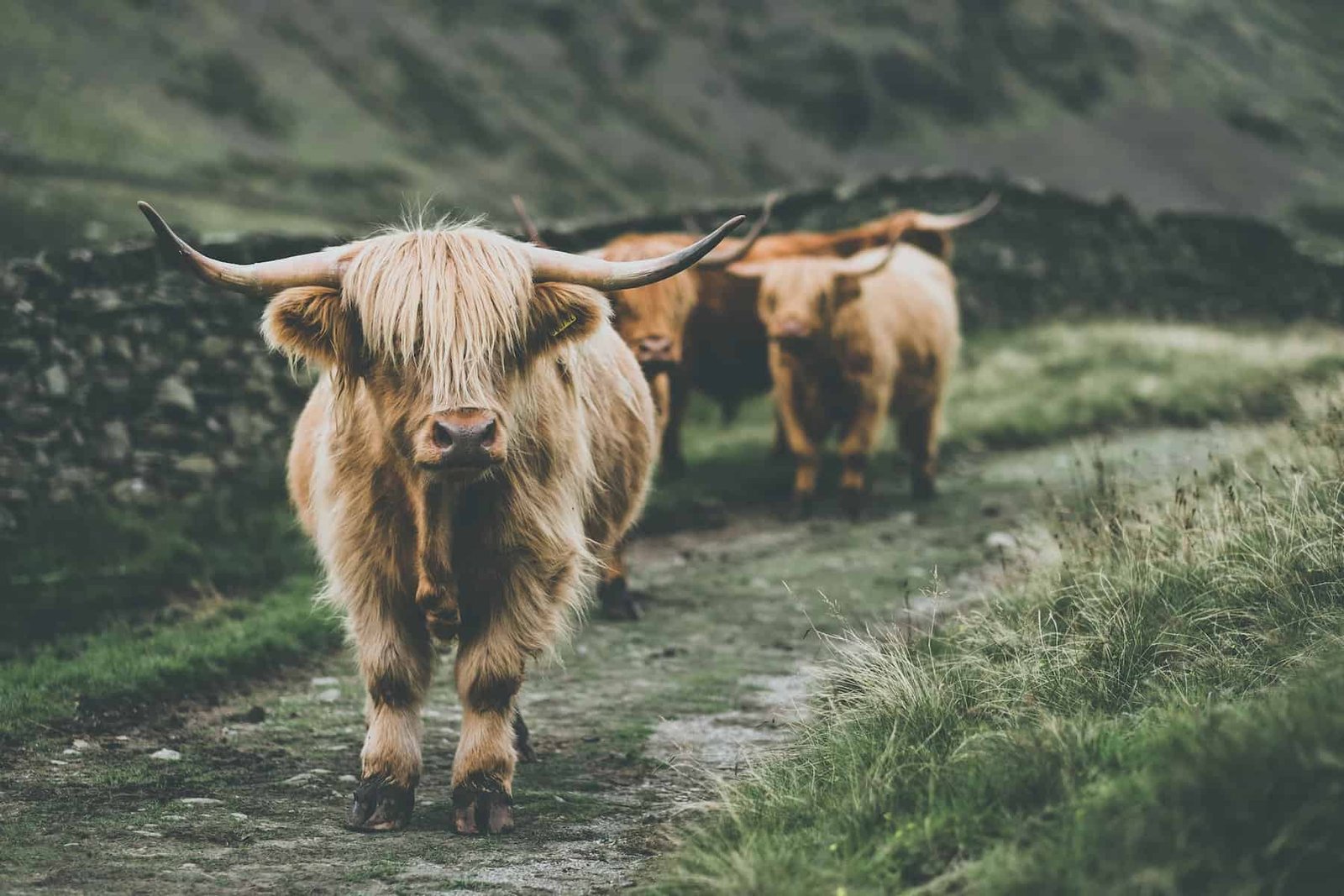 Highland Cow Milk