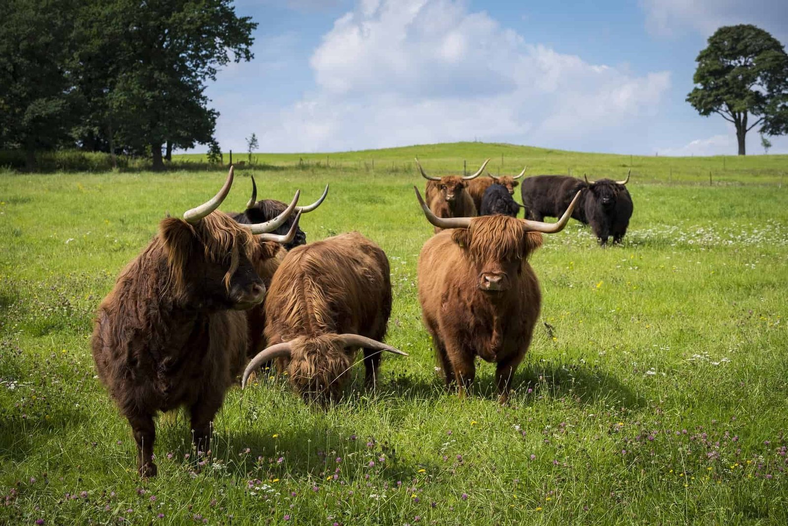 Cross-Breeding Highland Cows