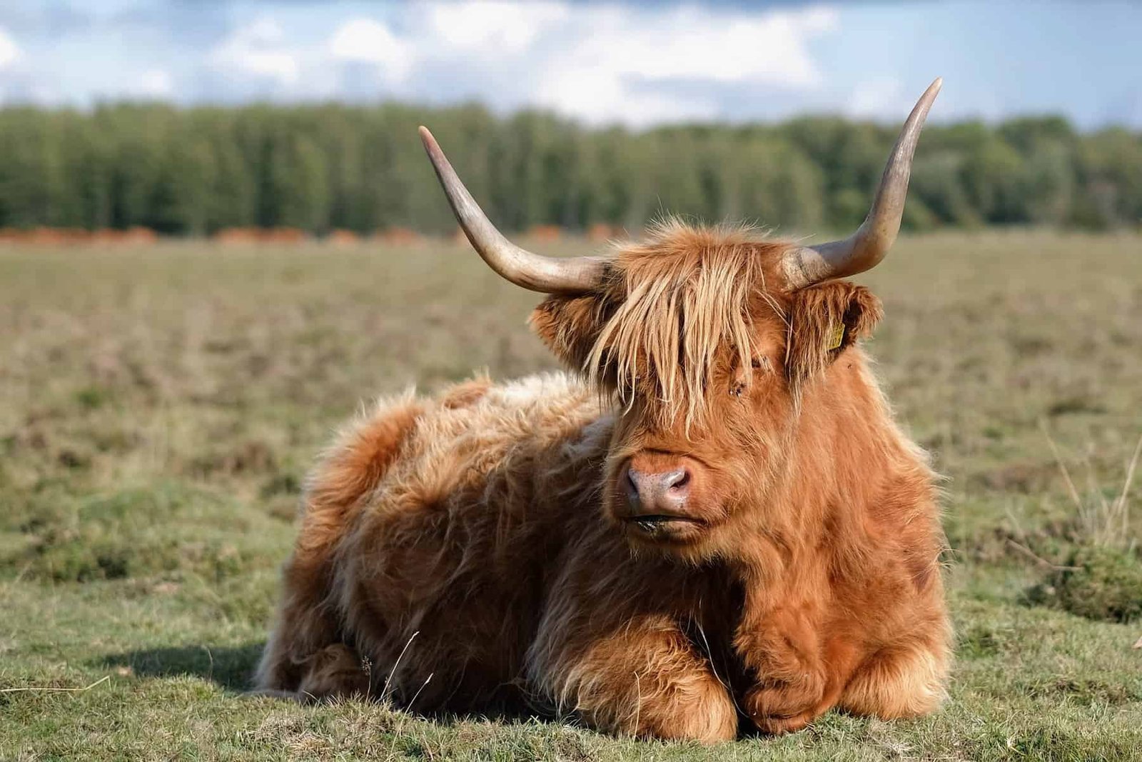 Competitive Show-Ready Highland Cows