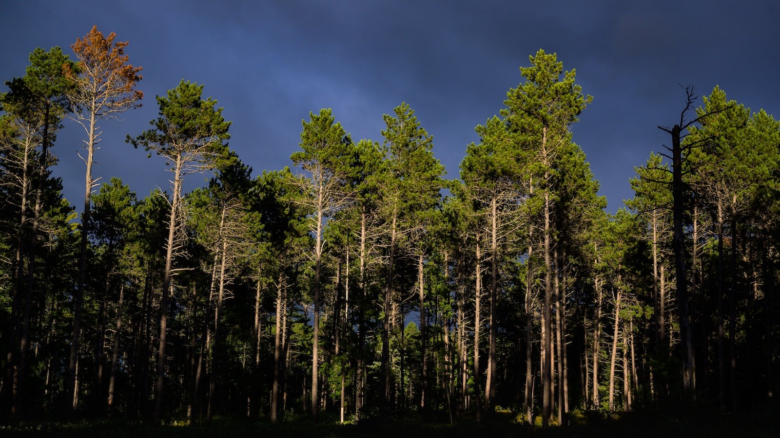 View of trees in a forest, with dark shadows at the bottom and dark blue sky above.