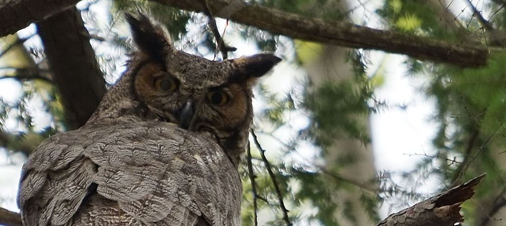 A great horned owl looks down from the canopy at a hiker in the forest