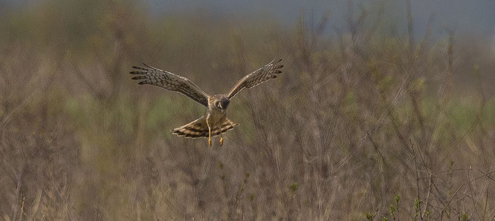 A northern harrier hawk hunts for rodents in grassland habitat
