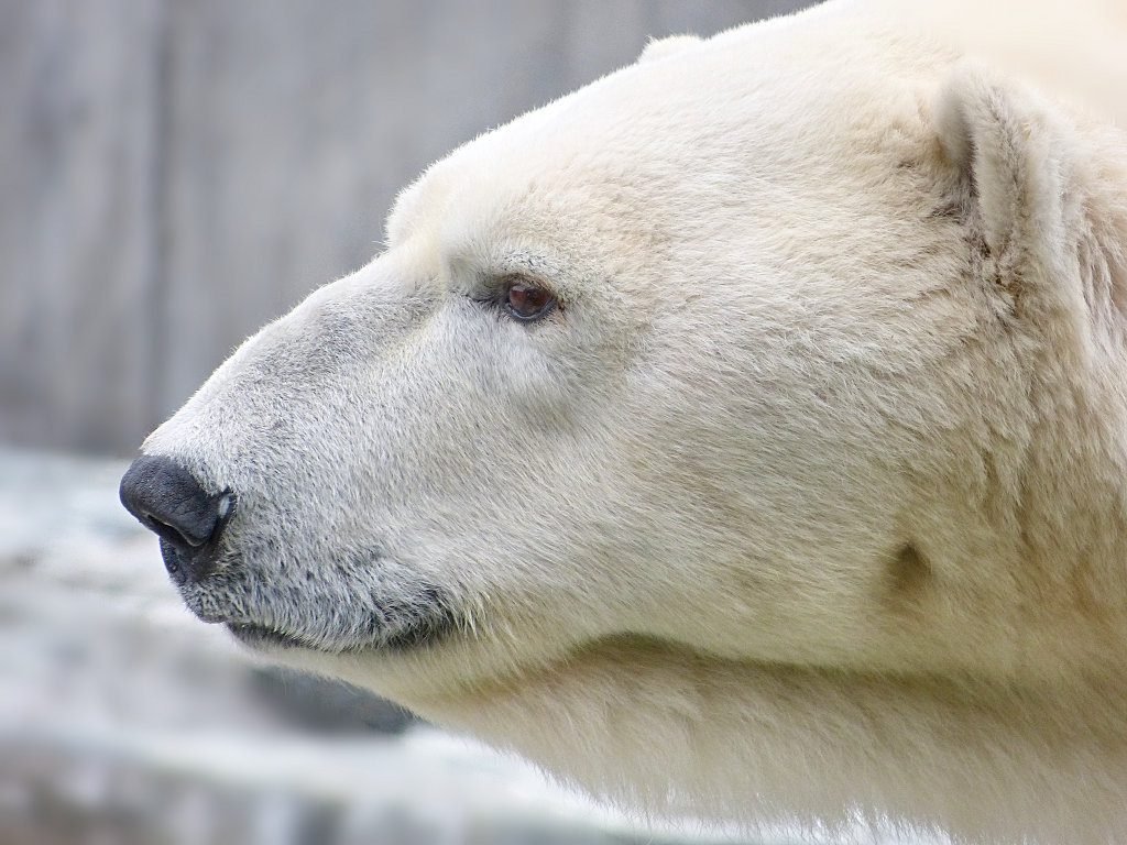 polar bear's head in close-up