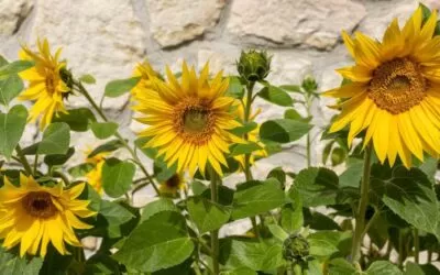 Are Sunflowers Perennials or Annuals: Let’s Find the Truth