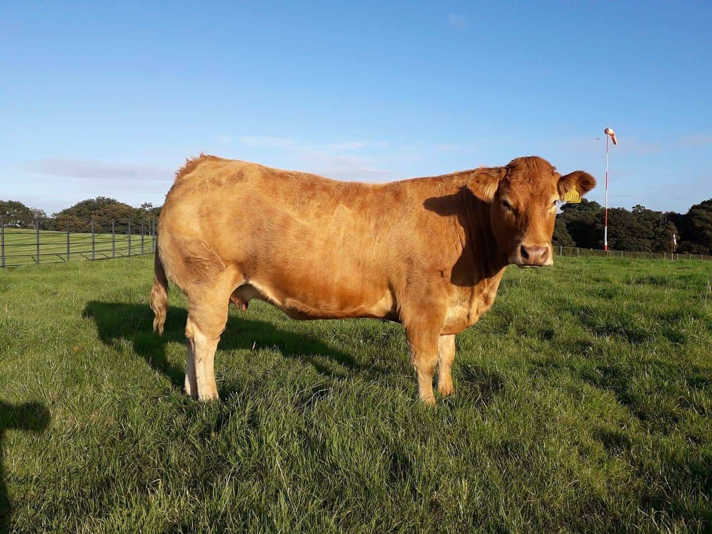 Archies Limousins