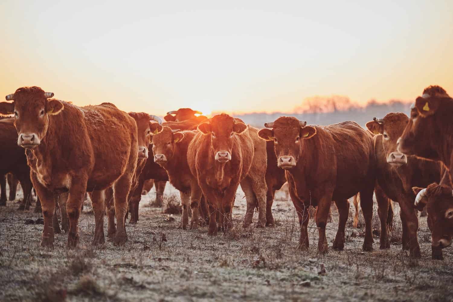 Limousin cattle