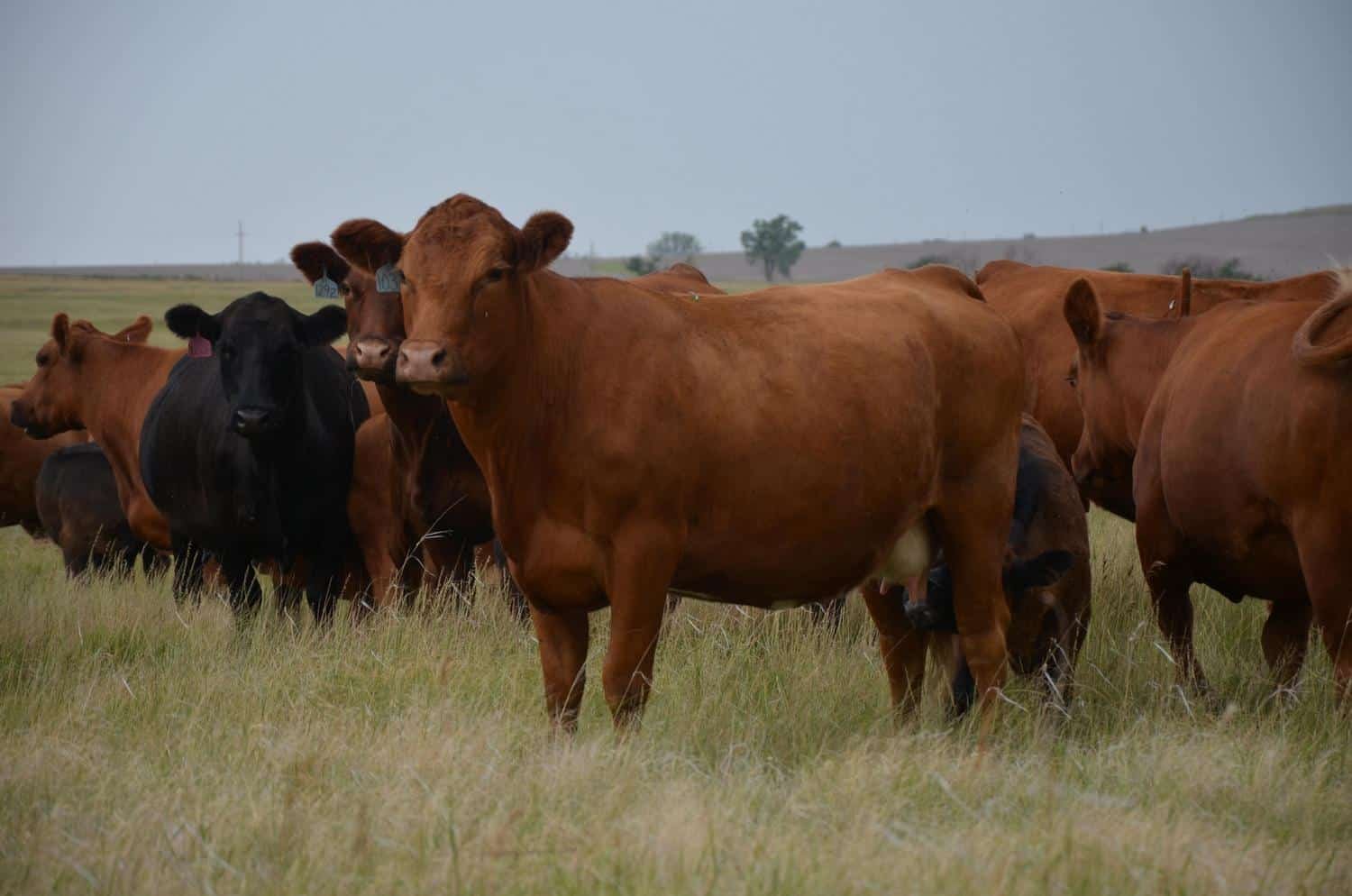 Limousin Cattle Milk Quality