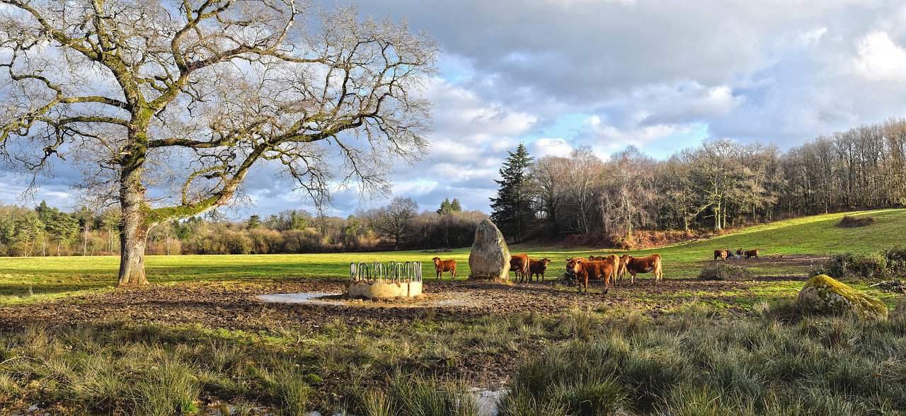 Limousin Cows as Herd Sucklers