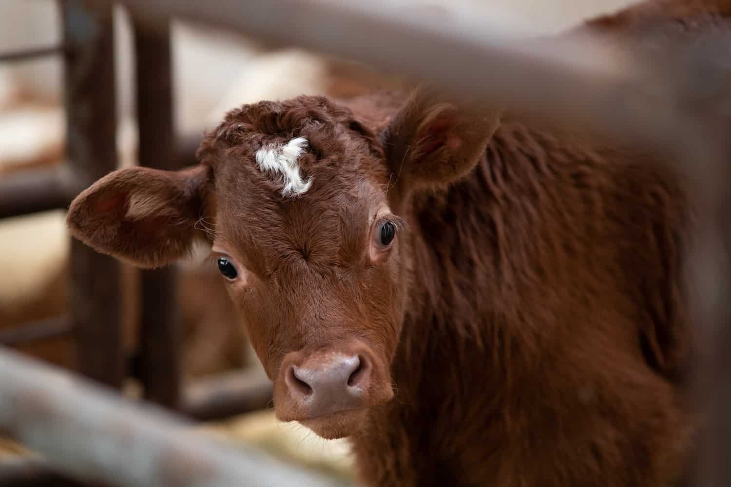 Limousin calf