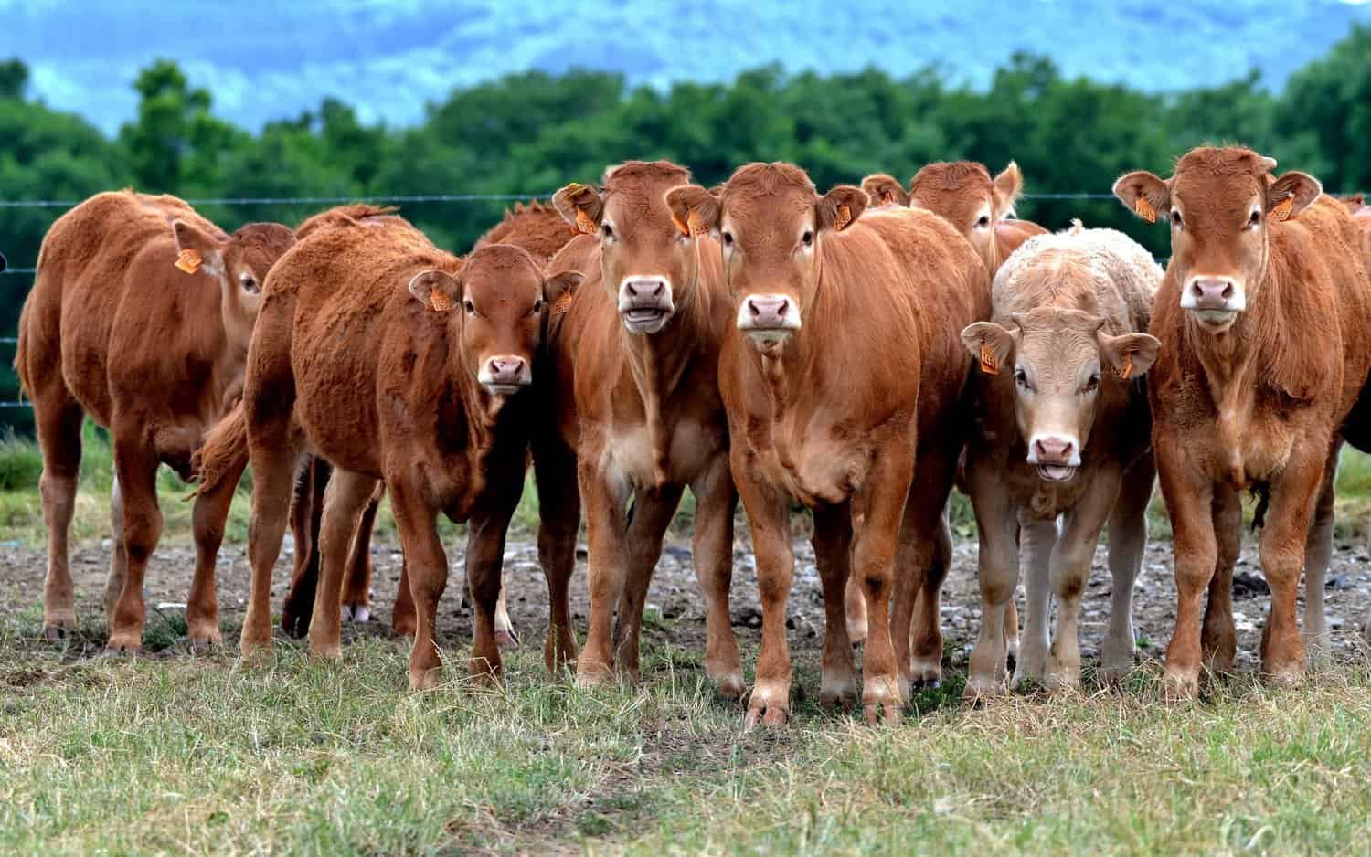 Limousin Crossbreeding