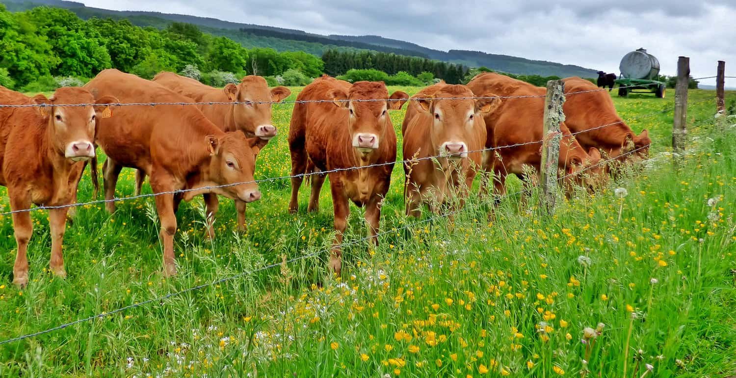 Limousin Cows