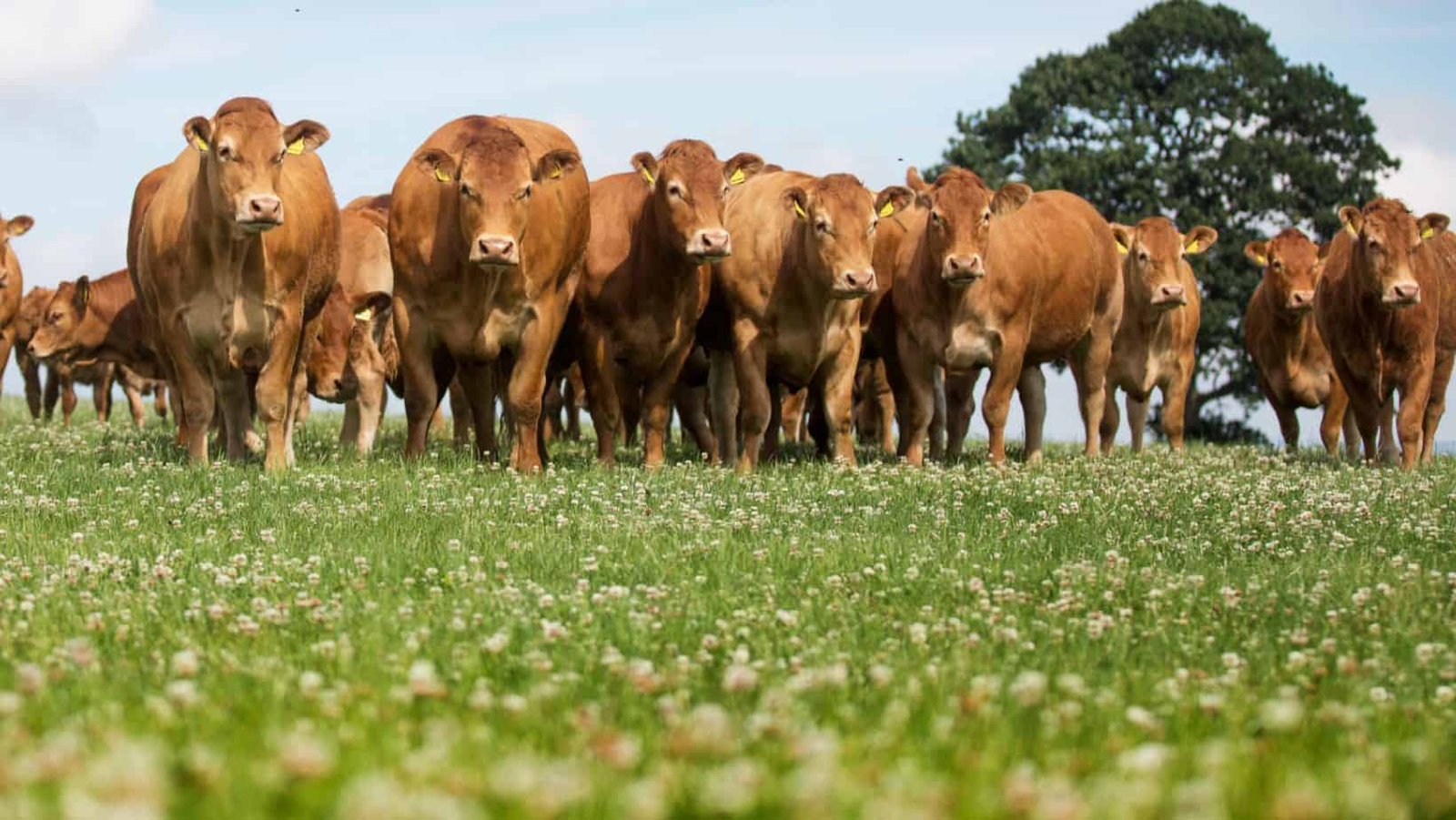 Limousin Cows’ Appearance