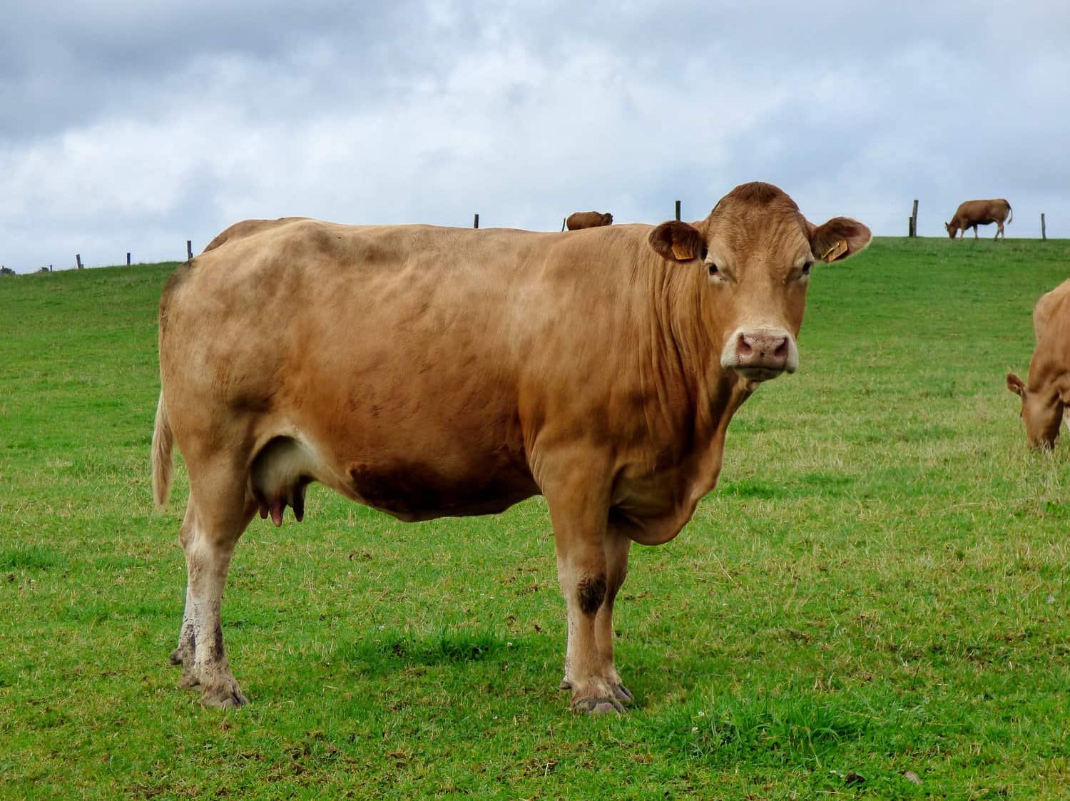 Limousin cow