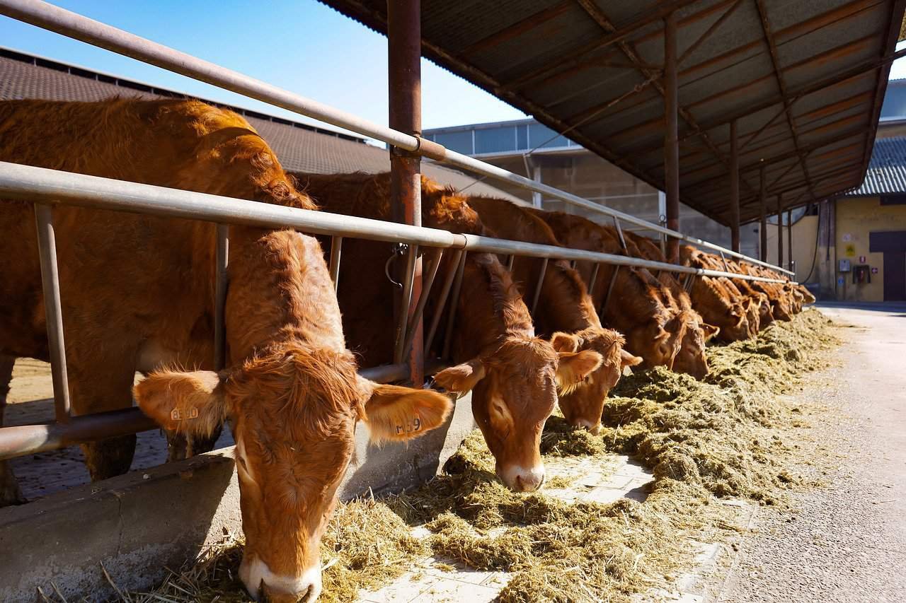 Limousin cattle uses