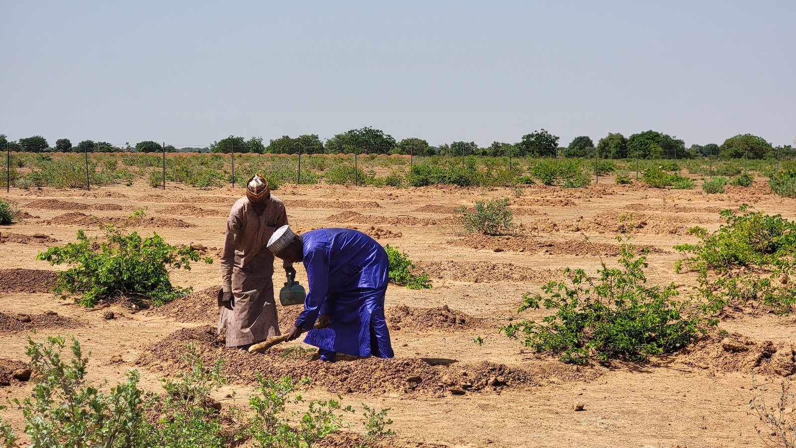 Two workers plant a sapling