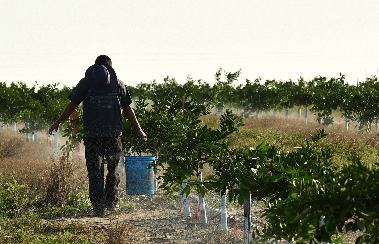 A man walks through an orange grove