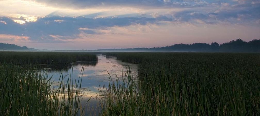 The Mer Blue Bog near Ottawa, like other wetlands in Ontario, is in jeopardy of fragmentation and degradation as a result of proposals to build roads through the wetland areas