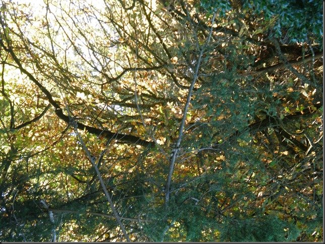 Autumn leaves 019
