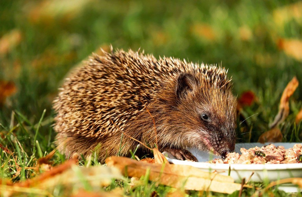 A full body close up of a hedgehog eating off a plate, amongst fallen leaves and grass. 