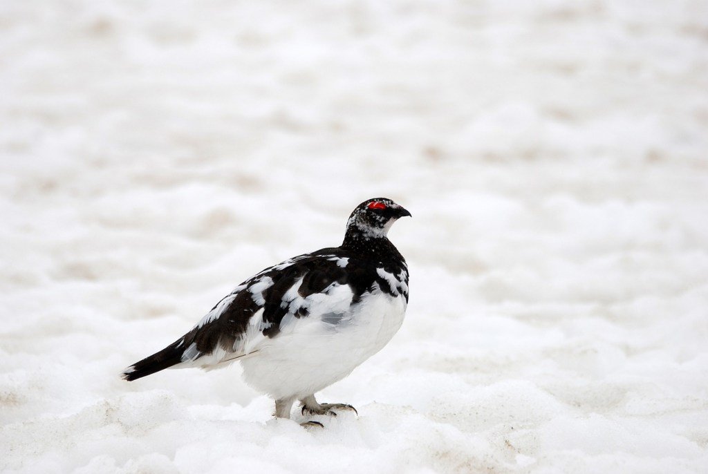 A black and white Ptarmigan against a white background of snow.