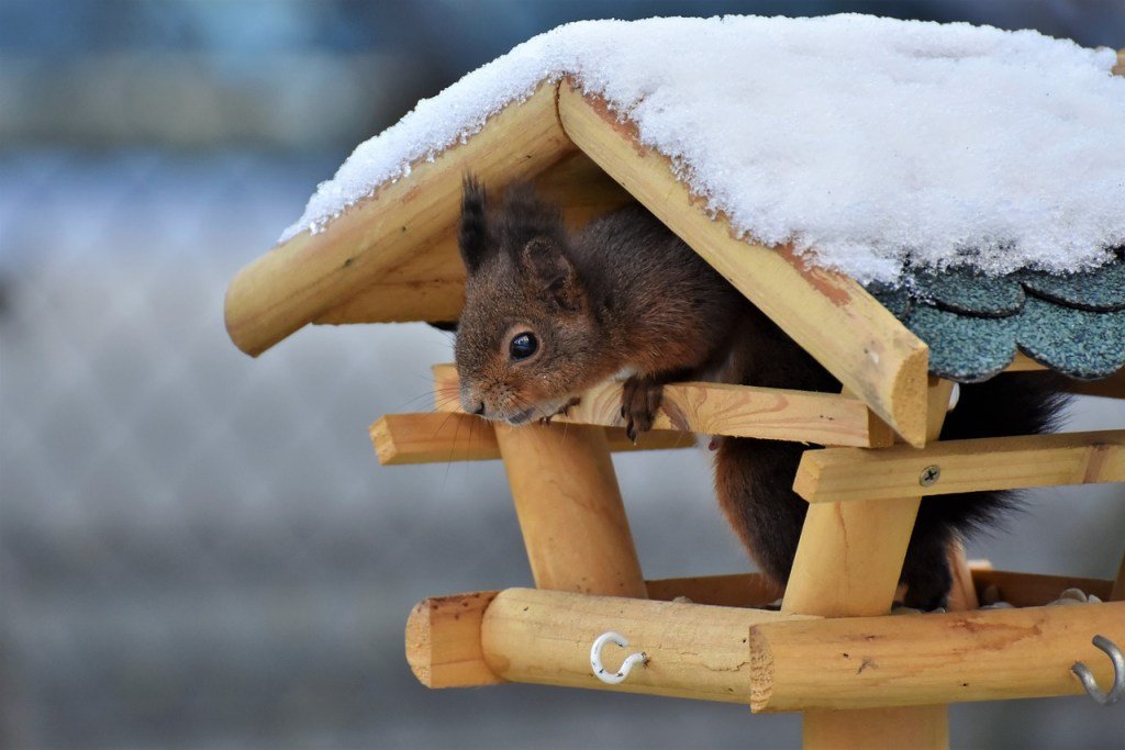 A Red Squirrel peers out of a bird feeder.  