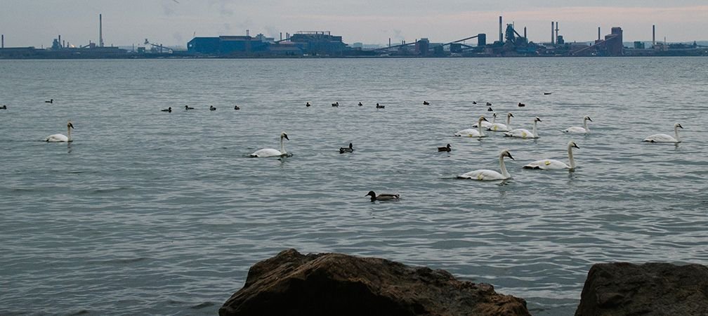 Trumpeter swans and waterfowl at LaSalle Park and Marina in Burlington across from heavy industrial activity of Hamilton Harbour