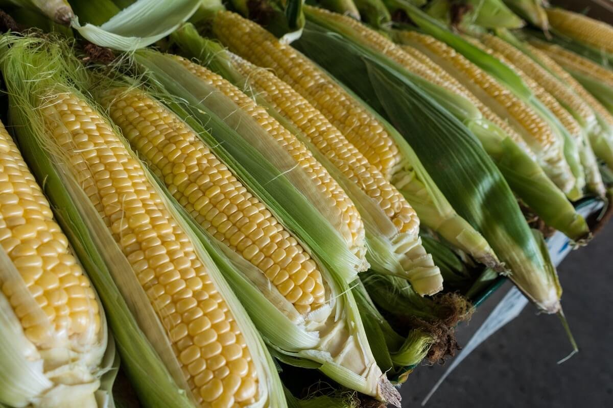 corn cobs