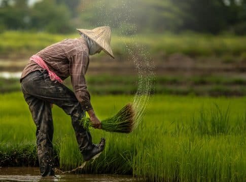 Verra Updates on 4.5 Million Over-Issued Carbon Credits from Rejected Rice Projects in China