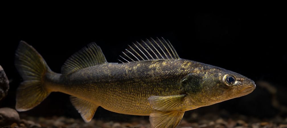 walleye, Sander vitreus, Lake Simcoe wildlife, Lake Simcoe fish, Holland Marsh wildlife, Holland Marsh watershed