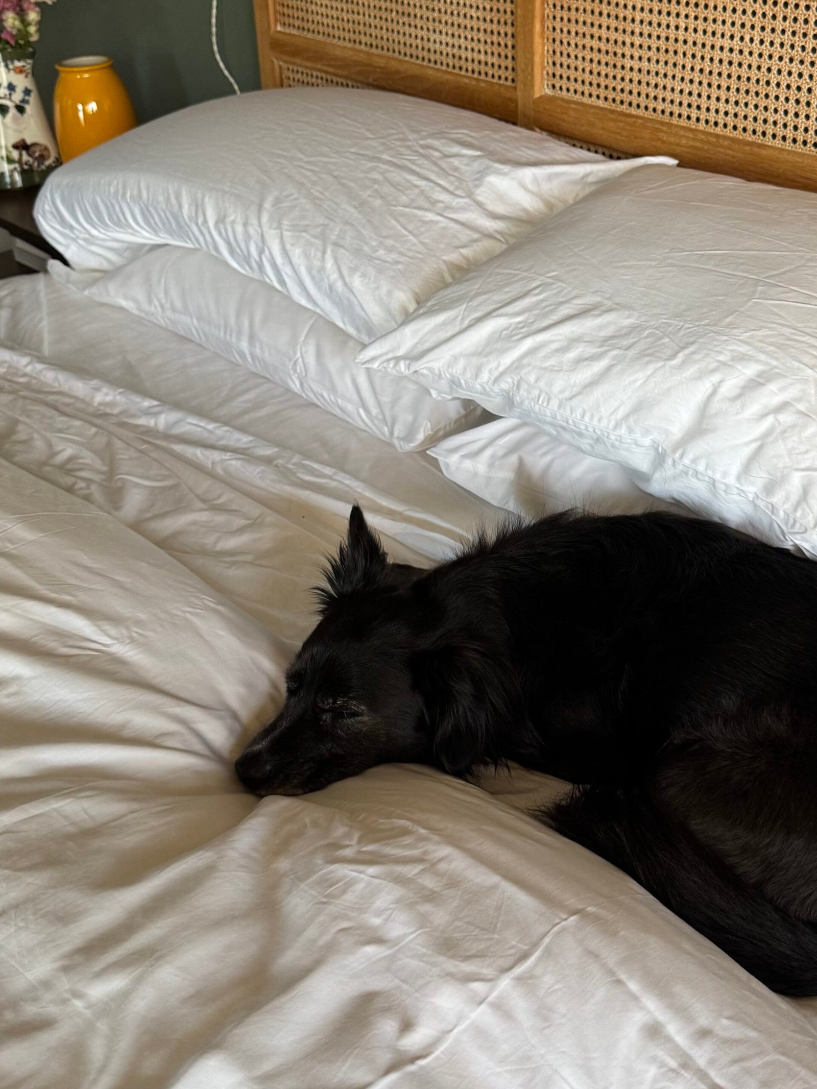 A black dog curled up on a neatly made bed with white bedding, beside a wooden headboard. A nightstand with a vase of flowers and a yellow lamp is on the left.