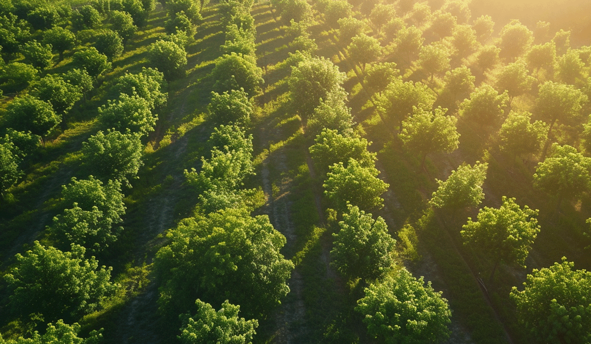 All you need to know about green bonds