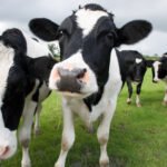 Perfect Day uses microbes—instead of cows—to make the dairy protein beta lactoglobulin