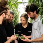 Vanilla Vida harvest 2025