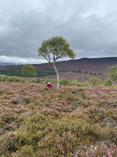 Natural-Tree-Colonisation-Morrone-Birkwood-Auichendryne-Braemar