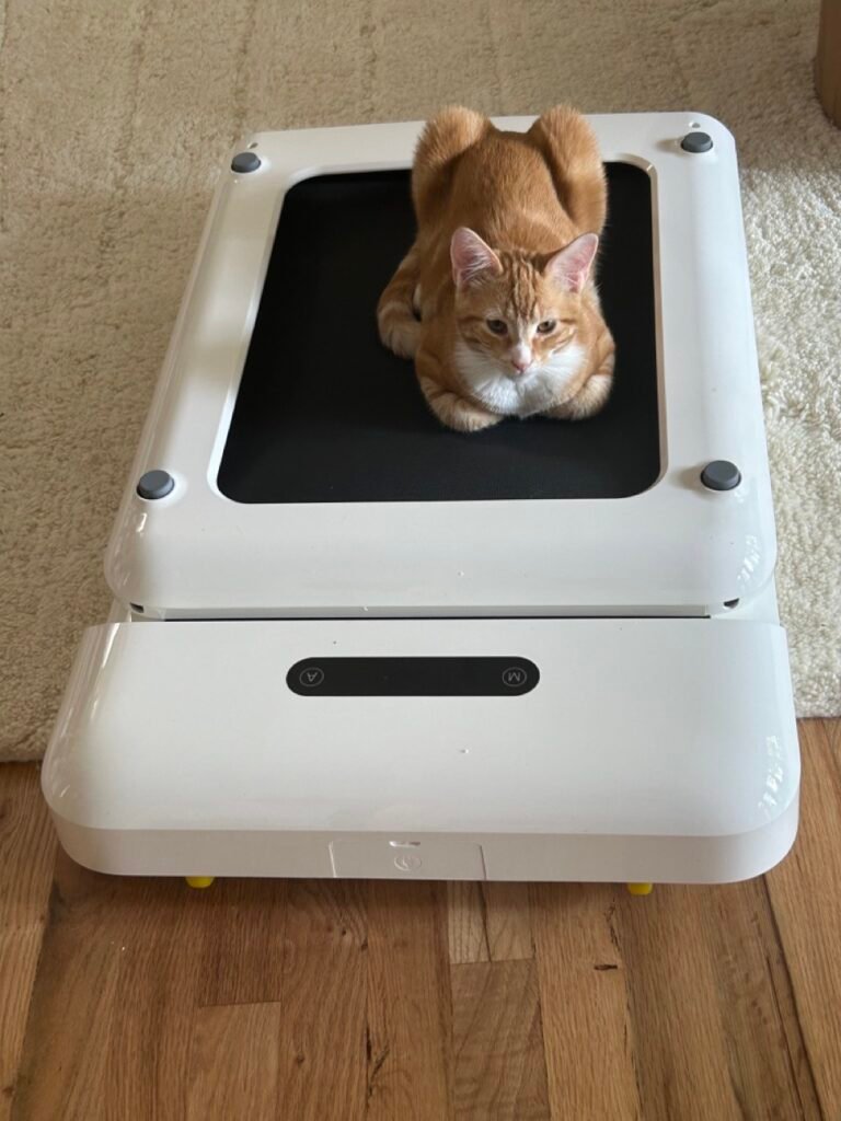 A ginger cat sits on a robotic vacuum cleaner on a wooden floor.